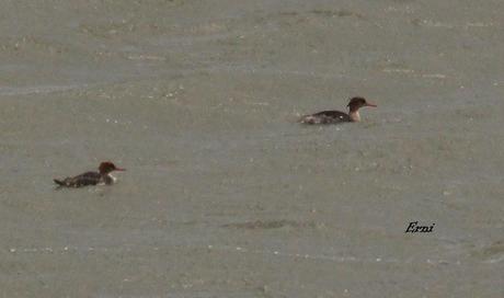 DE OVIEDO AL ÁRTICO