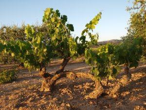 El Mentider 2011, un Trepat de lo más singular Las viñas viejas de Trepat