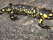 Colaboración Asociación Granada