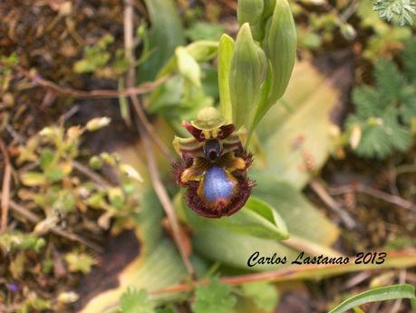 LLegó la primavera a España.