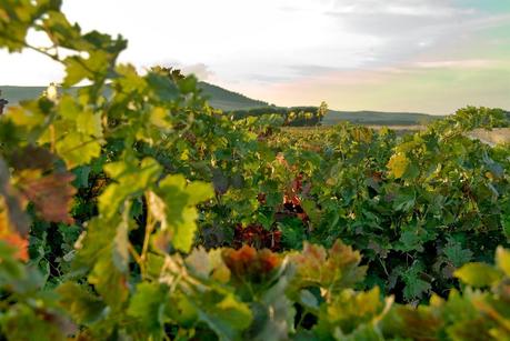 LAVINIA dedica ocho semanas a los vinos de Castilla y León