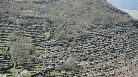DE ARROYOMOLINOS A MONTÁNCHEZ, EL ASCENSO A LAS FUENTES D...