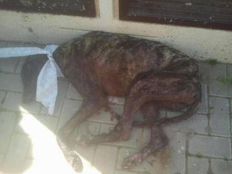 ARES quiere vivir!! Tenemos que cambiar su vida.