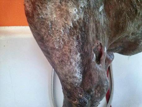 ARES quiere vivir!! Tenemos que cambiar su vida.