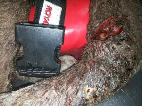 ARES quiere vivir!! Tenemos que cambiar su vida.