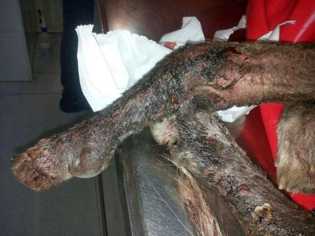 ARES quiere vivir!! Tenemos que cambiar su vida.