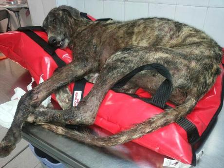 ARES quiere vivir!! Tenemos que cambiar su vida.