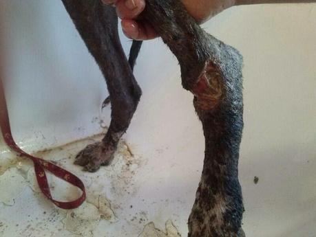 ARES quiere vivir!! Tenemos que cambiar su vida.