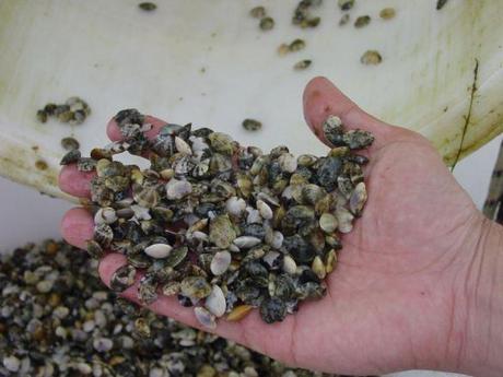 Recolección de moluscos (Cortesía: ipacuicultura.com)