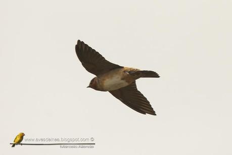 Golondrina rabadilla canela (Cliff Swallow) Petrochelidon pyrrhonota