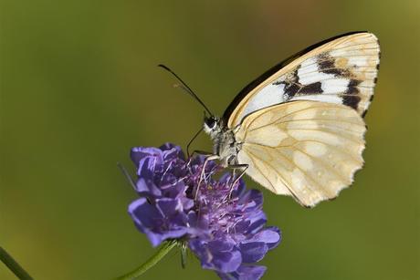 Melanargia galathea (Linnaeus, 1758) Medioluto norteña