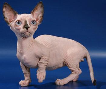 raza de gatos bambino