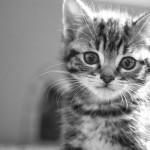 razas de gatos enanos