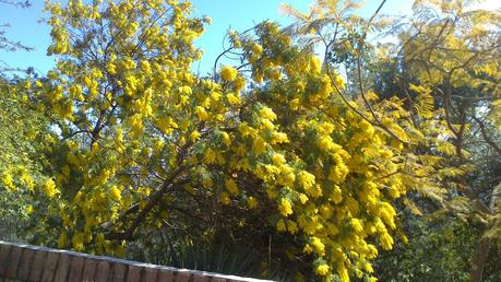 En tu alta sierra brotan las blancas Ermitas...