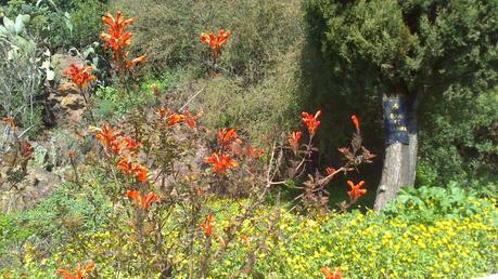 En tu alta sierra brotan las blancas Ermitas...