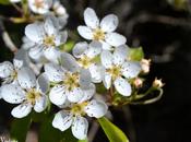 Blog hop, macro Primavera