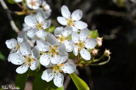 Blog hop, macro del dia ... Primavera