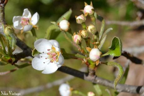 Blog hop, macro del dia ... Primavera