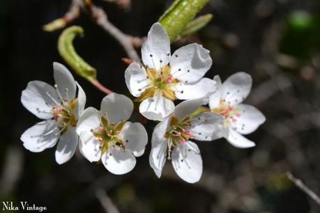 Blog hop, macro del dia ... Primavera