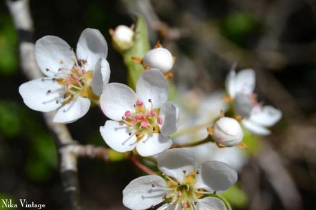 Blog hop, macro del dia ... Primavera