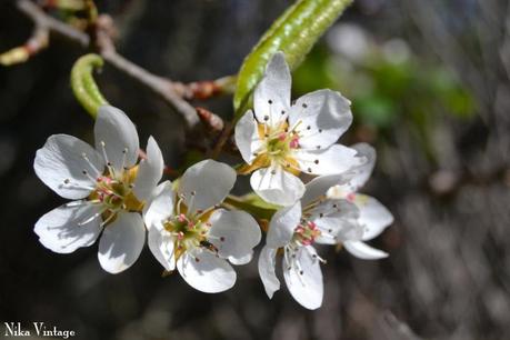 Blog hop, macro del dia ... Primavera