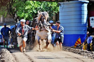 El Tiro y Arrastre,en valenciano “Tir i arrossegament” es un deporte autóctono de la Comunidad Valenciana.