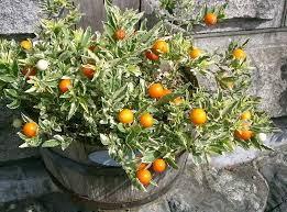 Plantas tóxicas en el hogar II