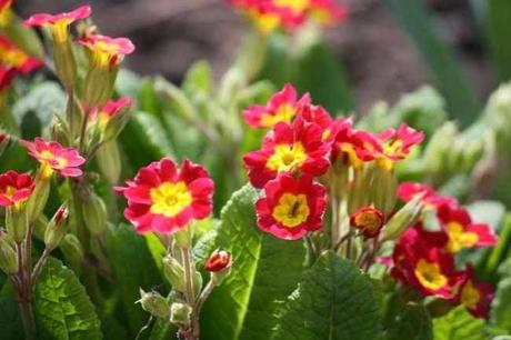 Bienvenida Primavera-con un perfume,una flor y mil recuerdos de c/olores