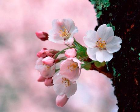 Bienvenida Primavera-con un perfume,una flor y mil recuerdos de c/olores