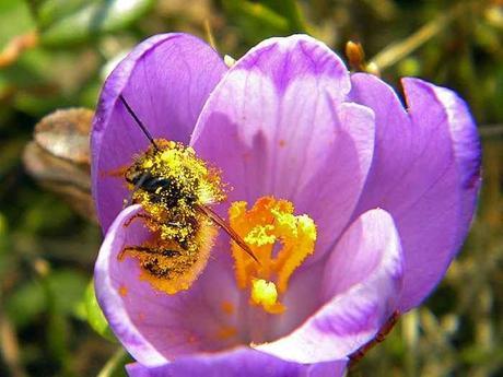 Bienvenida Primavera-con un perfume,una flor y mil recuerdos de c/olores