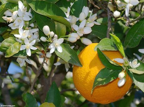 Bienvenida Primavera-con un perfume,una flor y mil recuerdos de c/olores