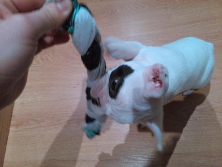 Hacer mordedor para perro de andar por casa