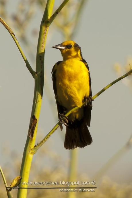 El Dragón, destello dorado de las Pampas de antaño