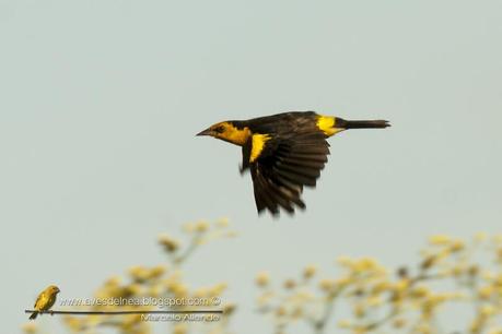 El Dragón, destello dorado de las Pampas de antaño