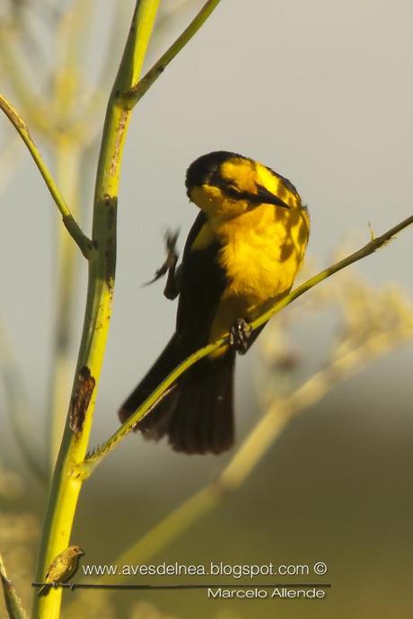 El Dragón, destello dorado de las Pampas de antaño