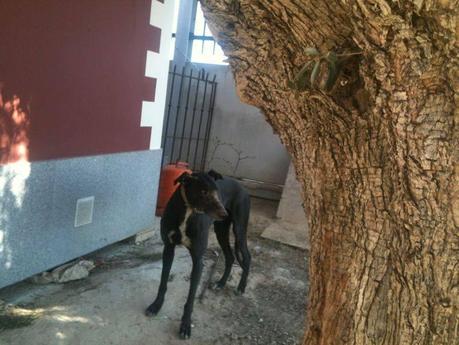 GALGO EN LA CALLE¡¡ NECESITA ACOGIDA URGENTE¡¡ MURCIA.‏
