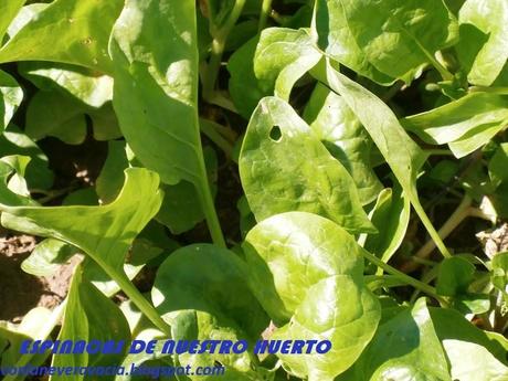 ENSALADA DE ESPINACAS Y CHAMPIÑONES