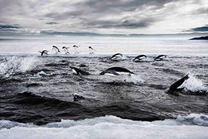 La Antarctic Ocean Alliance pide firmas en su campaña
