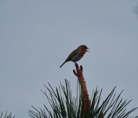 Petirrojos a pleno pulmón