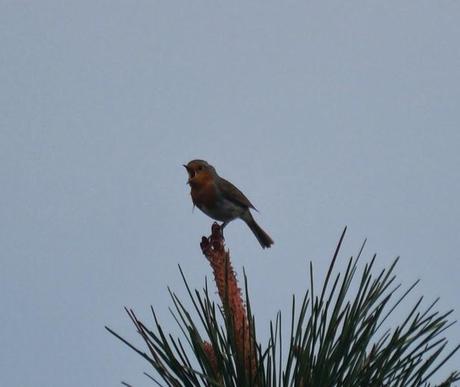 Petirrojos a pleno pulmón