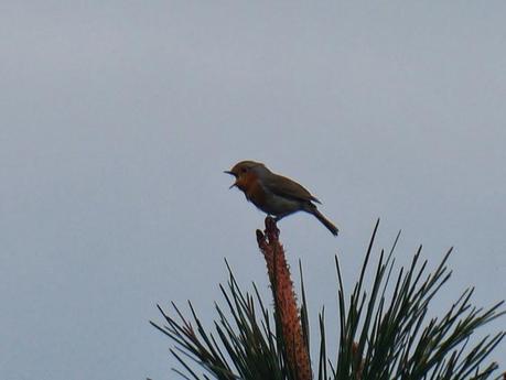 Petirrojos a pleno pulmón