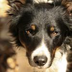 ¿Es el Border Collie un buen perro para tu familia? border collie