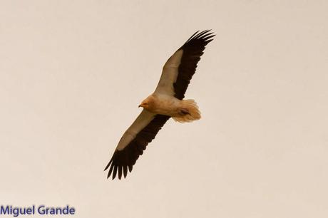 POR LARRA PIRINEO NAVAVARRO-CHOVAS,PIQUITUERTOS Y ALIMOCHES EN LUMBIER
