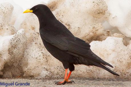 POR LARRA PIRINEO NAVAVARRO-CHOVAS,PIQUITUERTOS Y ALIMOCHES EN LUMBIER