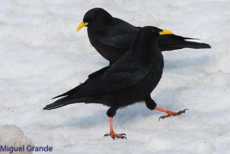 POR LARRA PIRINEO NAVAVARRO-CHOVAS,PIQUITUERTOS Y ALIMOCHES EN LUMBIER