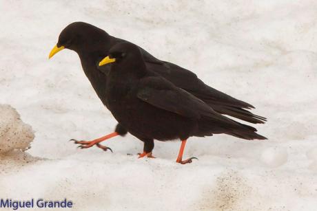 POR LARRA PIRINEO NAVAVARRO-CHOVAS,PIQUITUERTOS Y ALIMOCHES EN LUMBIER