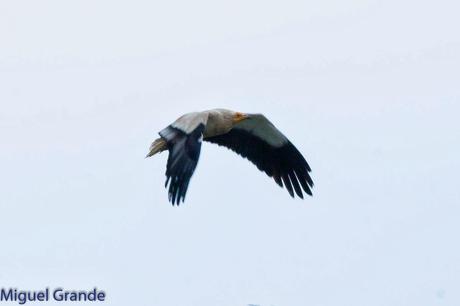 POR LARRA PIRINEO NAVAVARRO-CHOVAS,PIQUITUERTOS Y ALIMOCHES EN LUMBIER