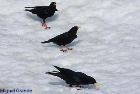 POR LARRA PIRINEO NAVAVARRO-CHOVAS,PIQUITUERTOS Y ALIMOCHES EN LUMBIER