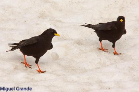 POR LARRA PIRINEO NAVAVARRO-CHOVAS,PIQUITUERTOS Y ALIMOCHES EN LUMBIER