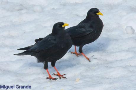 POR LARRA PIRINEO NAVAVARRO-CHOVAS,PIQUITUERTOS Y ALIMOCHES EN LUMBIER